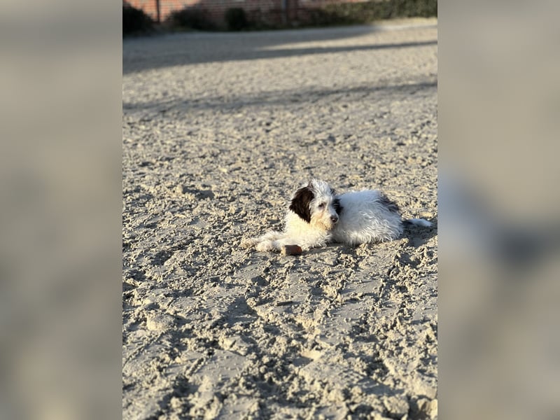 Familien Hund erster Güte