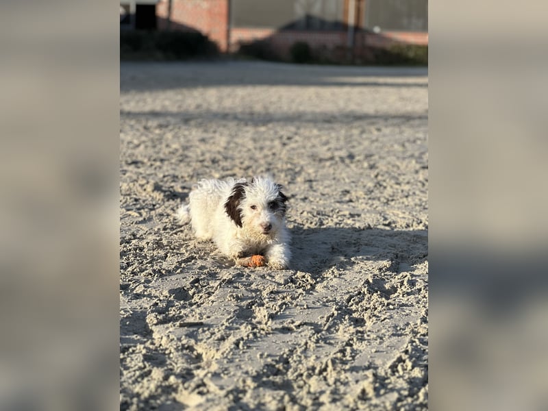 Familien Hund erster Güte