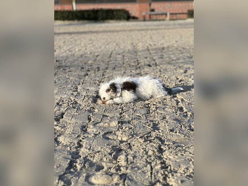 Familien Hund erster Güte