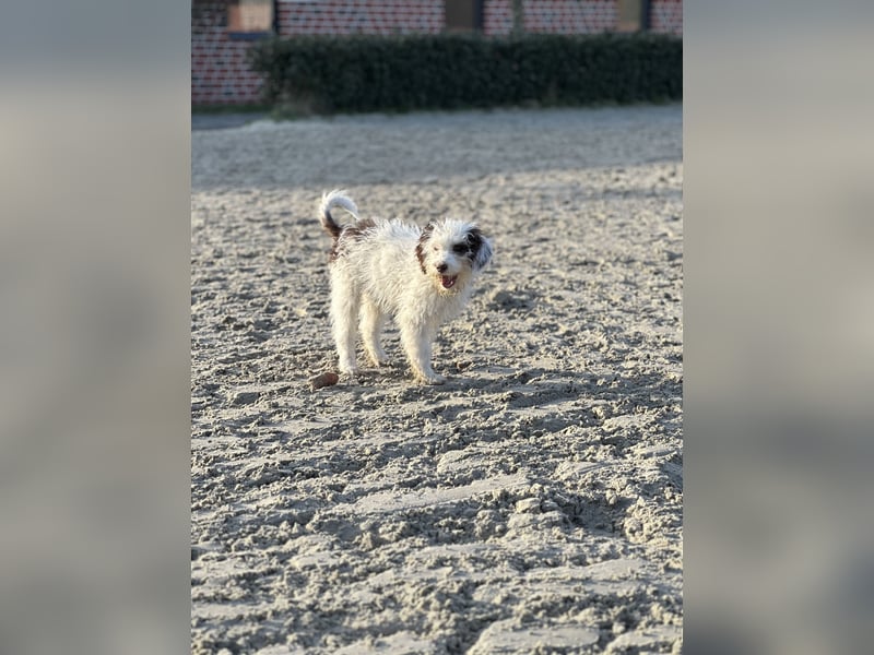 Familien Hund erster Güte