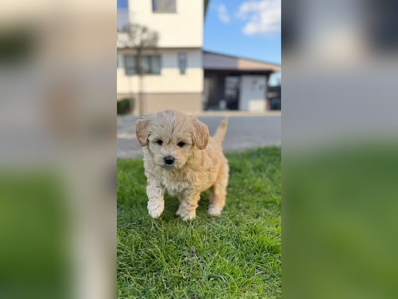 Goldendoodle