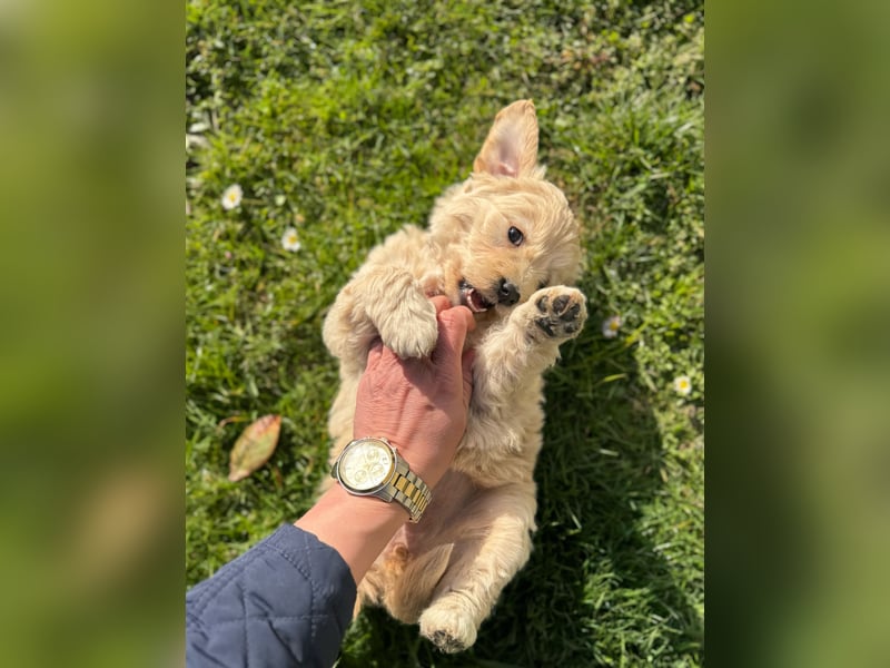 Goldendoodle