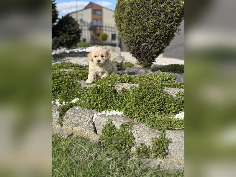 Goldendoodle