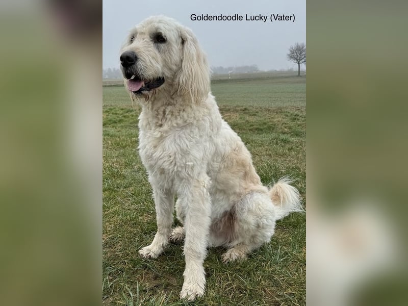 Goldendoodle - Welpen [Double-Doodle]