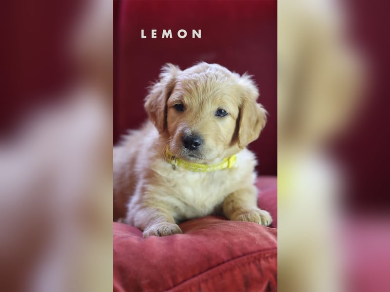Goldendoodle - Welpe