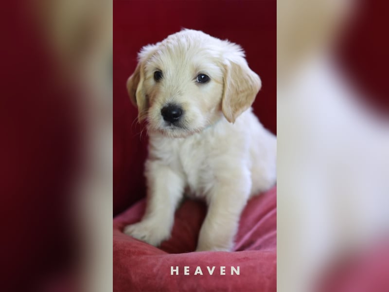 Goldendoodle - Welpe