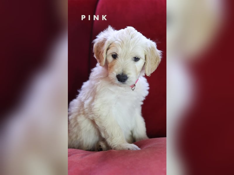 Goldendoodle - Welpe