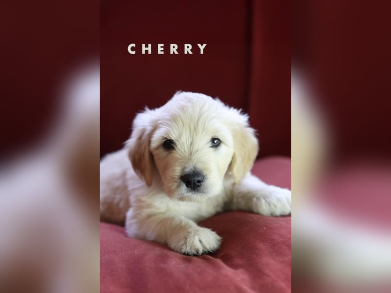 Goldendoodle - Welpe