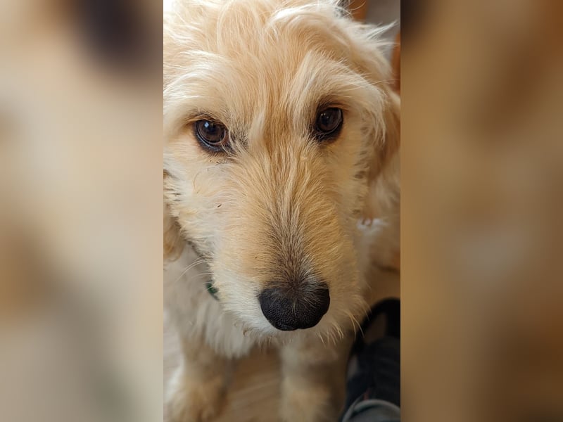 Goldendoodle - Welpen [Double-Doodle]