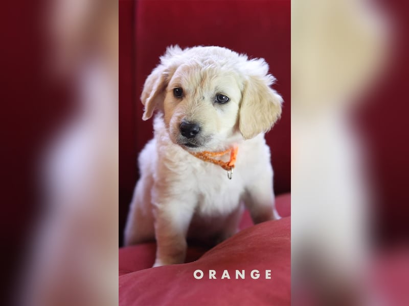 Goldendoodle - Welpe