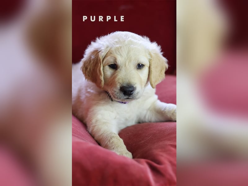 Goldendoodle - Welpen [Double-Doodle]