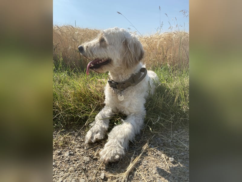 Goldendoodle - Welpen [Double-Doodle]