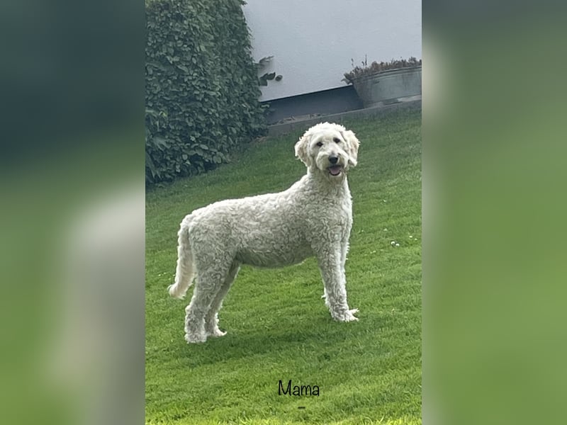Wurfankündigung Goldendoodle F1bb Standard