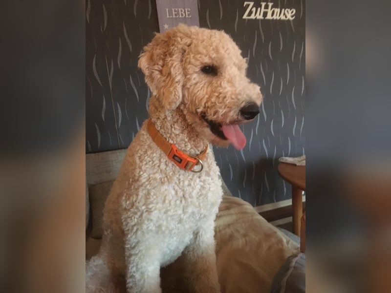 Wurfankündigung Goldendoodle F1bb Standard