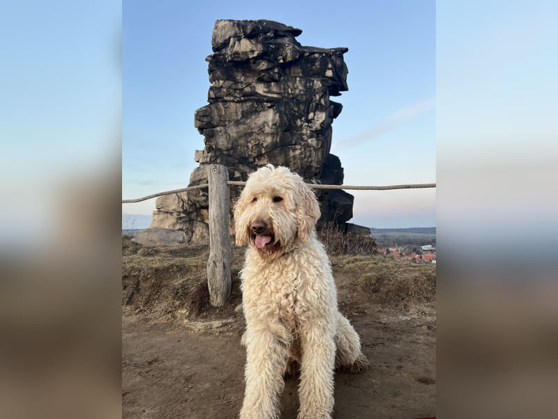 Wurfankündigung Goldendoodle F1bb Standard