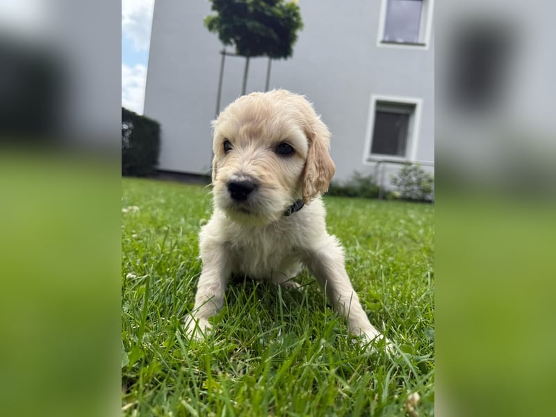 Goldendoodle F1bb Standard