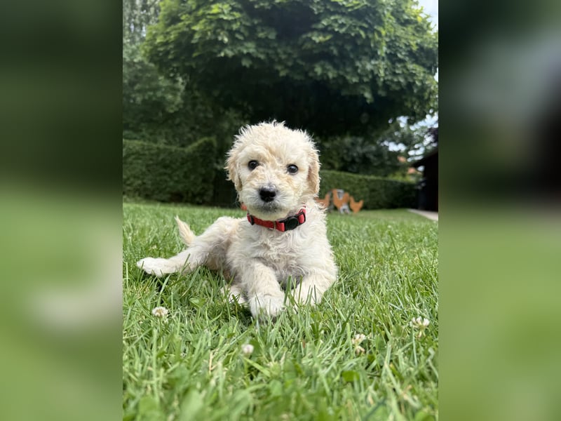 Goldendoodle F1bb Standard