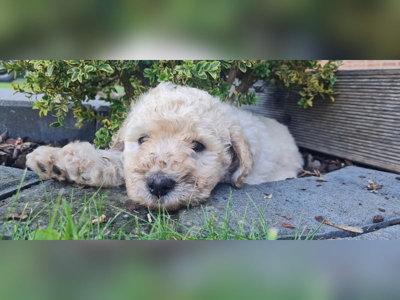 Goldendoodle Welpen
