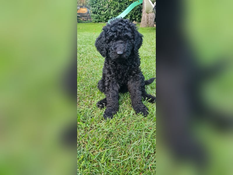 Goldendoodle Welpen
