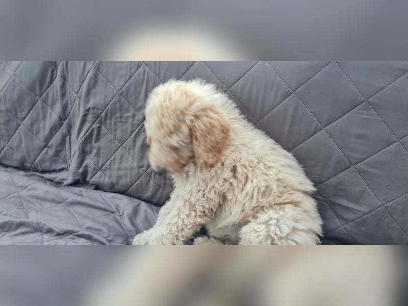 Goldendoodle Welpen