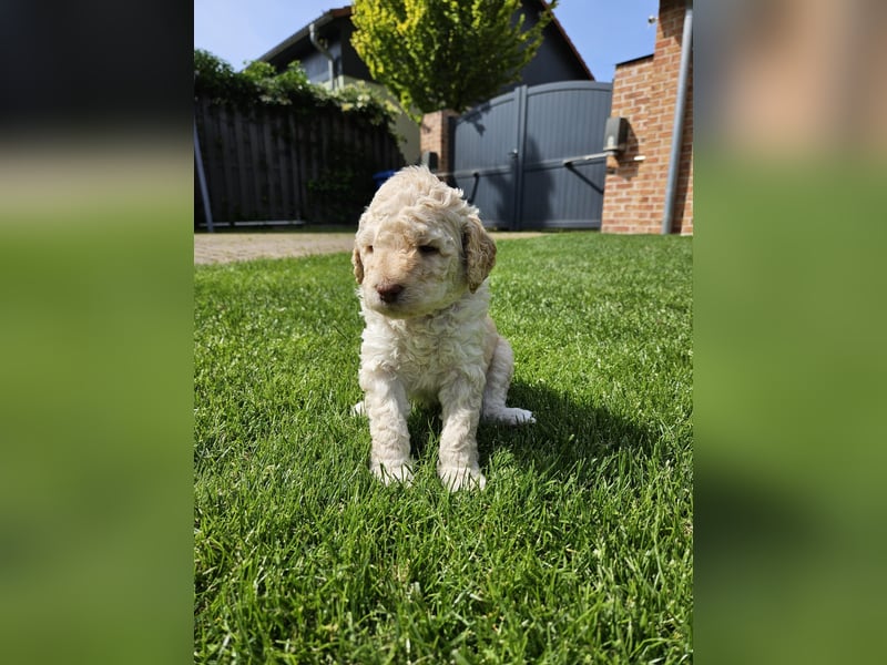 Goldendoodle Welpen