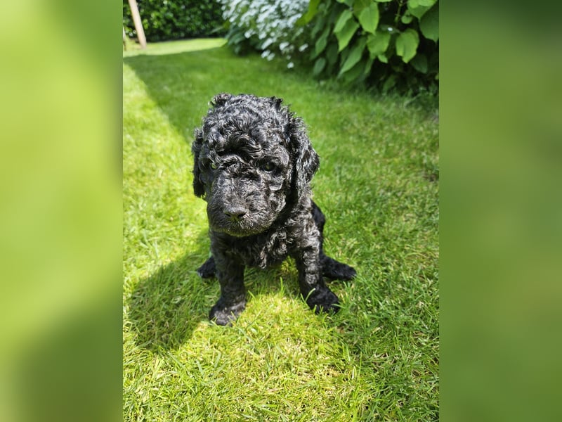 Goldendoodle Welpen