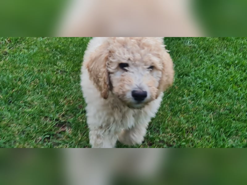 Goldendoodle Welpen