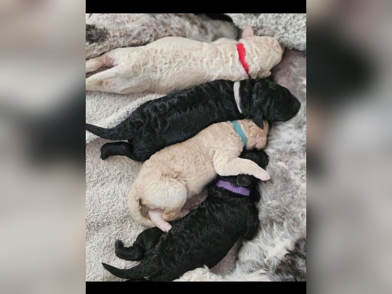Goldendoodle Welpen