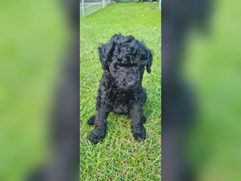 Goldendoodle Welpen