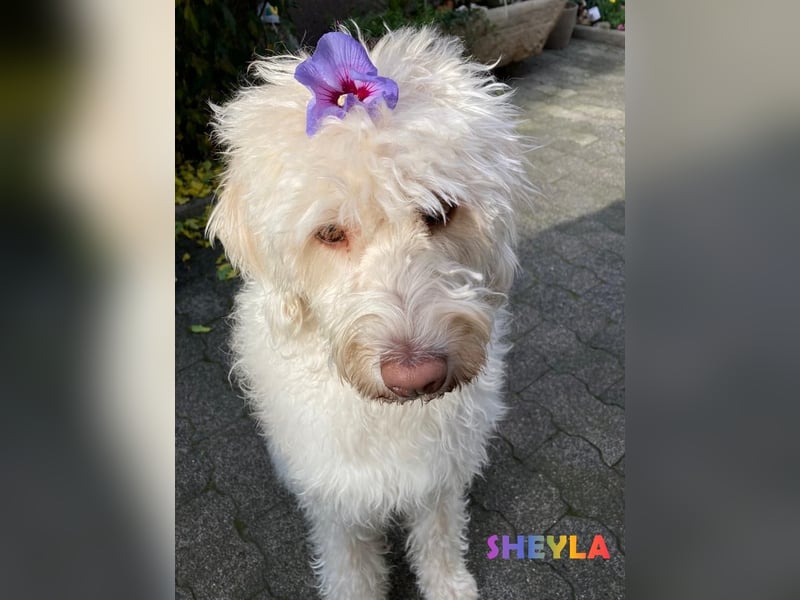 Herzensbrecher Goldendoodle & Labradoodle Labrador+Golden+Retriever+Pudel Welpen