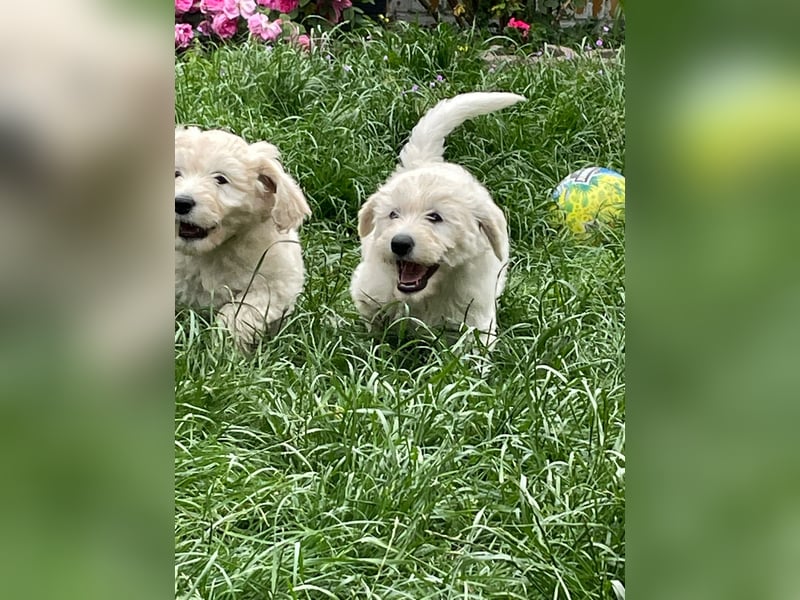 Abgabebereite Goldendoodle & Labradoodle Labrador+Golden+Retriever+Pudel Welpen