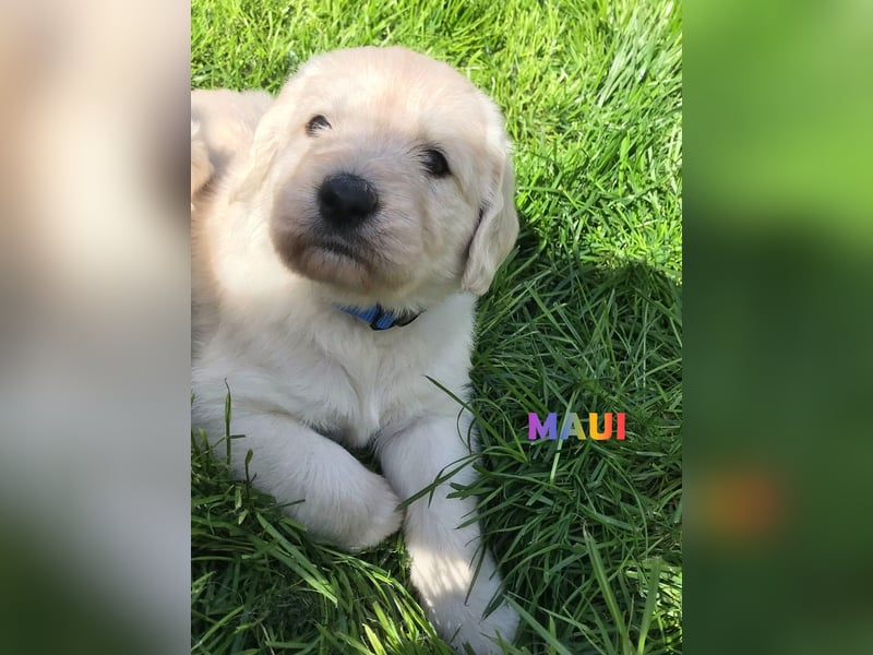 Herzensbrecher Goldendoodle & Labradoodle Labrador+Golden+Retriever+Pudel Welpen