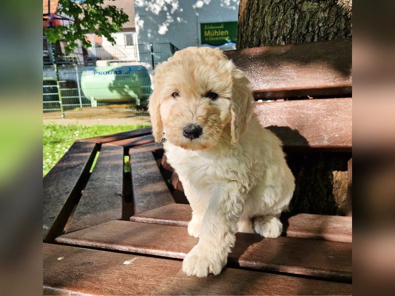 Abgabebereite Goldendoodle & Labradoodle Labrador+Golden+Retriever+Pudel Welpen