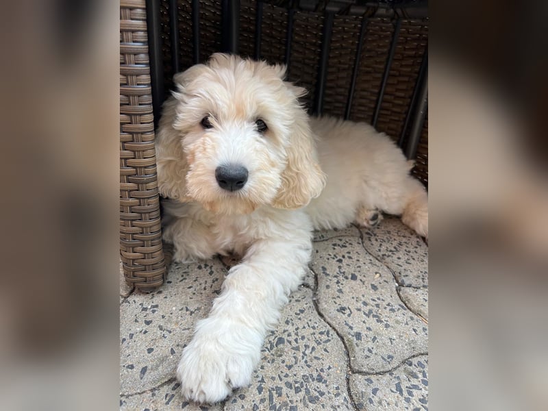 Abgabebereite Goldendoodle & Labradoodle Labrador+Golden+Retriever+Pudel Welpen