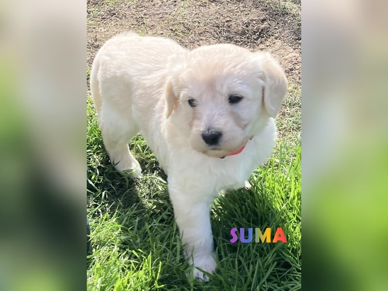 Herzensbrecher Goldendoodle & Labradoodle Labrador+Golden+Retriever+Pudel Welpen