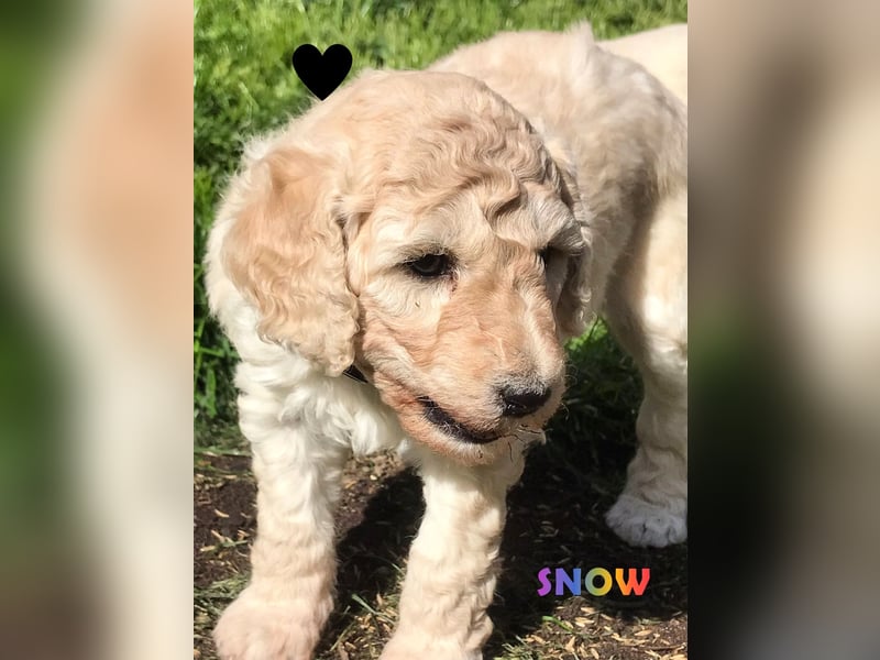 Herzensbrecher Goldendoodle & Labradoodle Labrador+Golden+Retriever+Pudel Welpen