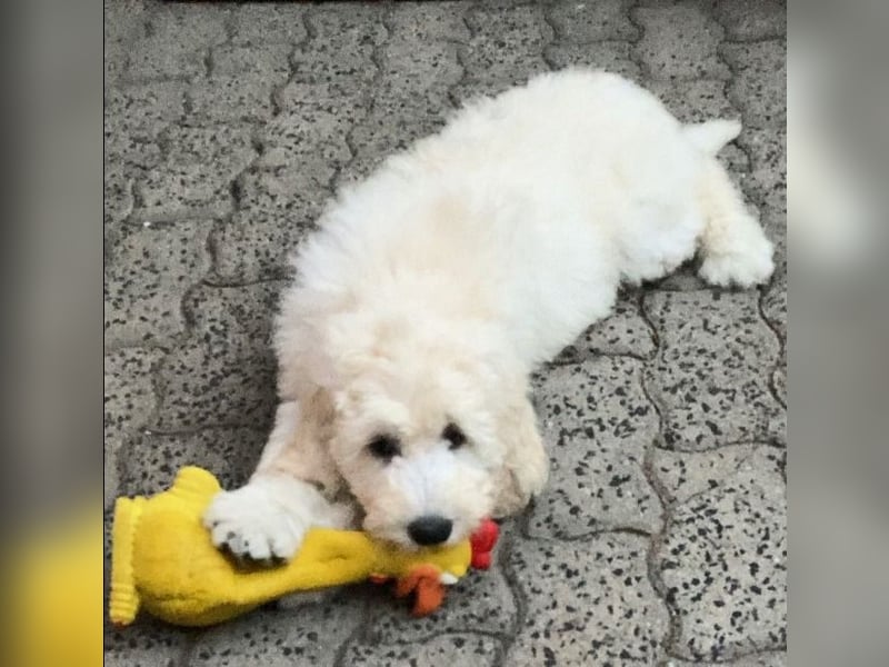 Abgabebereite Goldendoodle & Labradoodle Labrador+Golden+Retriever+Pudel Welpen