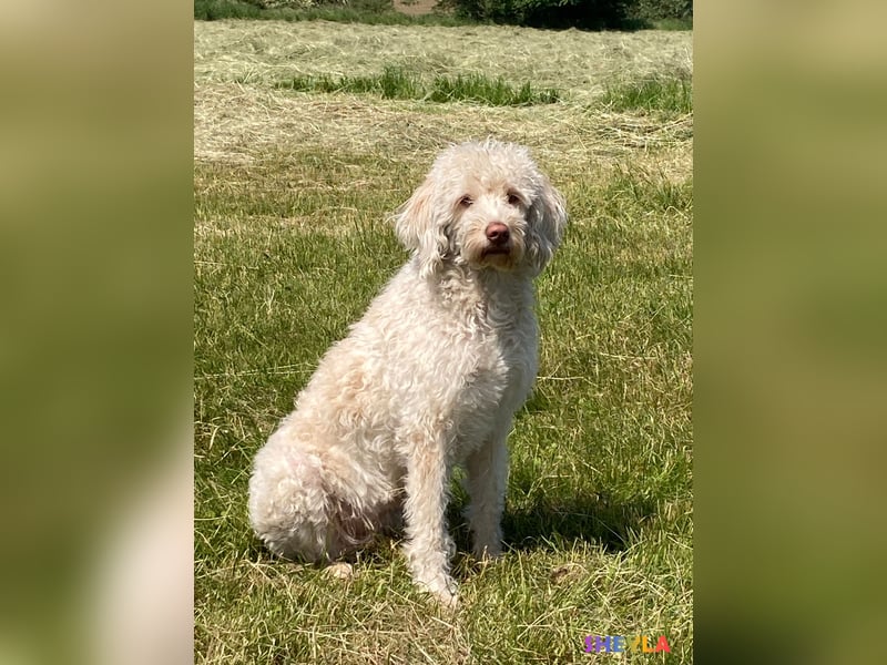 Herzensbrecher Goldendoodle & Labradoodle Labrador+Golden+Retriever+Pudel Welpen