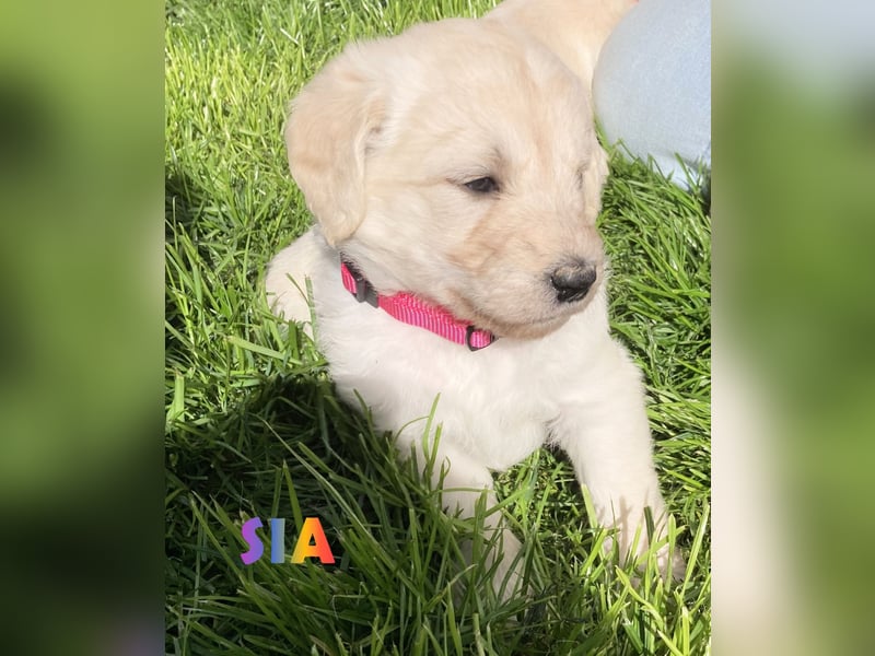 Herzensbrecher Goldendoodle & Labradoodle Labrador+Golden+Retriever+Pudel Welpen