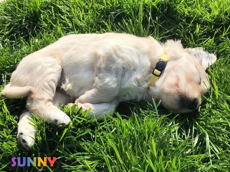 Herzensbrecher Goldendoodle & Labradoodle Labrador+Golden+Retriever+Pudel Welpen