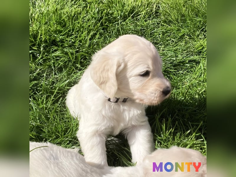 Herzensbrecher Goldendoodle & Labradoodle Labrador+Golden+Retriever+Pudel Welpen