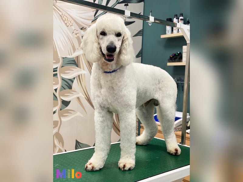 Herzensbrecher Goldendoodle & Labradoodle Labrador+Golden+Retriever+Pudel Welpen