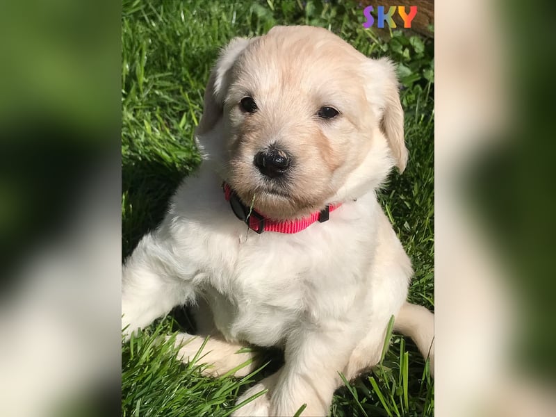 Herzensbrecher Goldendoodle & Labradoodle Labrador+Golden+Retriever+Pudel Welpen