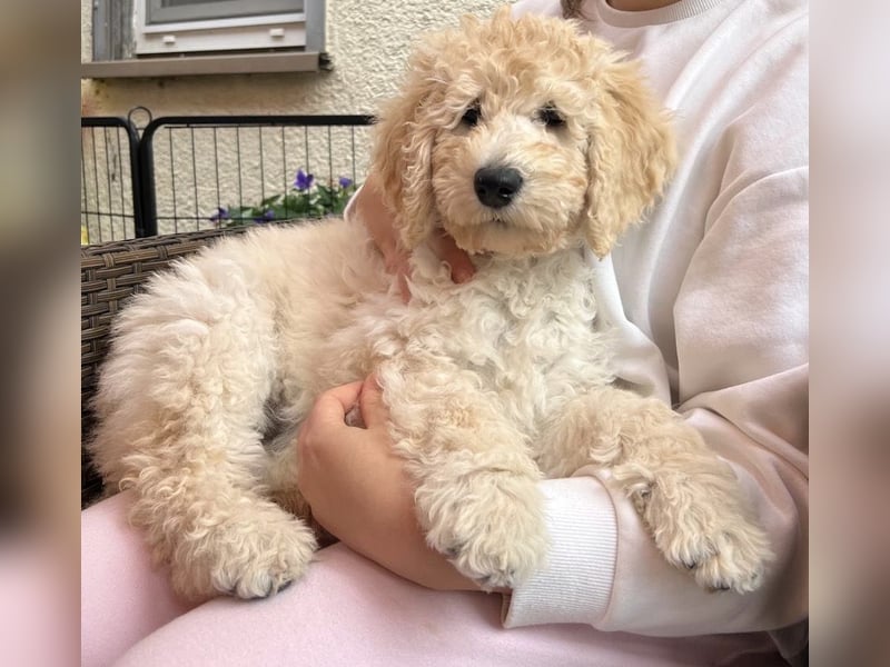 Abgabebereite Goldendoodle & Labradoodle Labrador+Golden+Retriever+Pudel Welpen