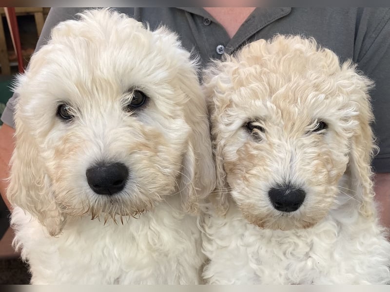 Abgabebereite Goldendoodle & Labradoodle Labrador+Golden+Retriever+Pudel Welpen