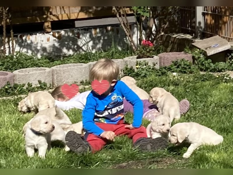 Herzensbrecher Goldendoodle & Labradoodle Labrador+Golden+Retriever+Pudel Welpen