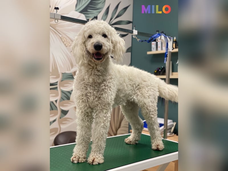 Herzensbrecher Goldendoodle & Labradoodle Labrador+Golden+Retriever+Pudel Welpen