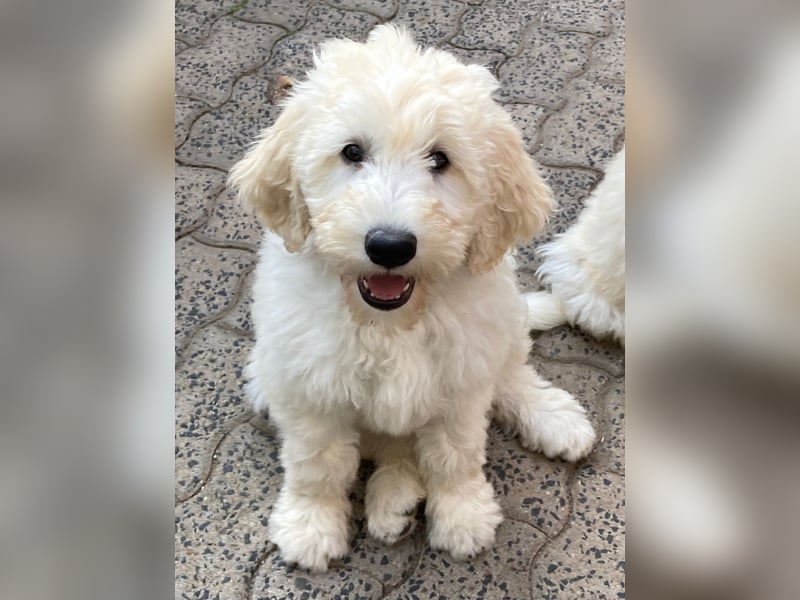 Abgabebereite Goldendoodle & Labradoodle Labrador+Golden+Retriever+Pudel Welpen