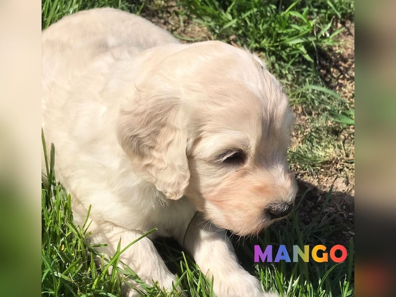 Herzensbrecher Goldendoodle & Labradoodle Labrador+Golden+Retriever+Pudel Welpen