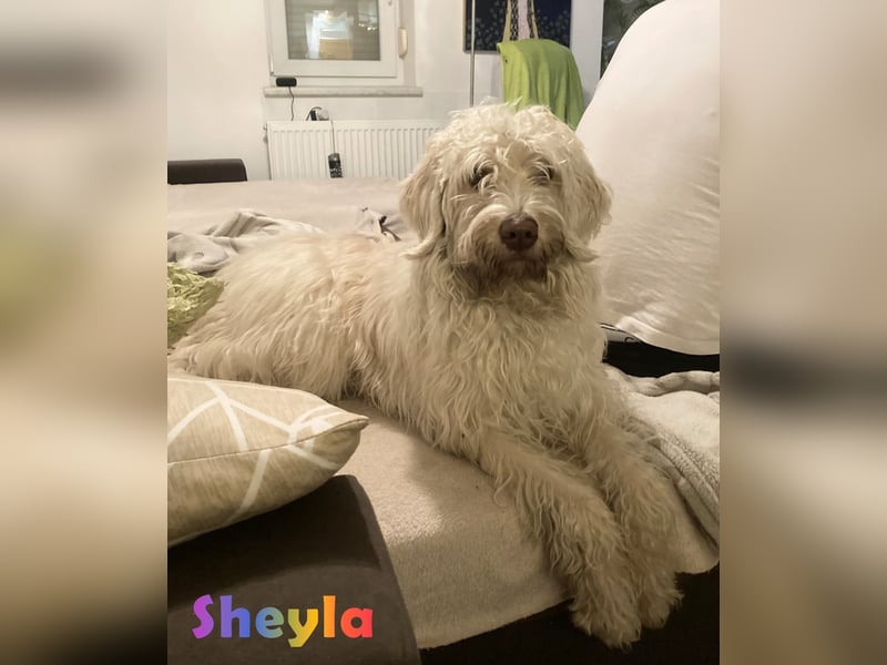 Herzensbrecher Goldendoodle & Labradoodle Labrador+Golden+Retriever+Pudel Welpen